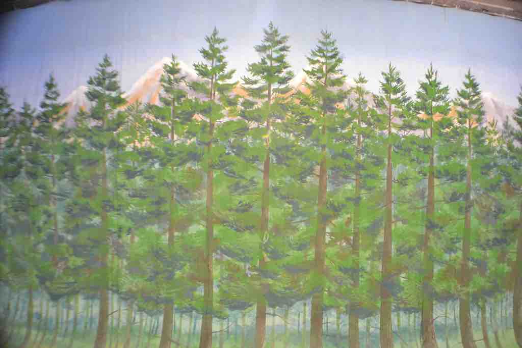 Town BC Fir Trees with Mountain